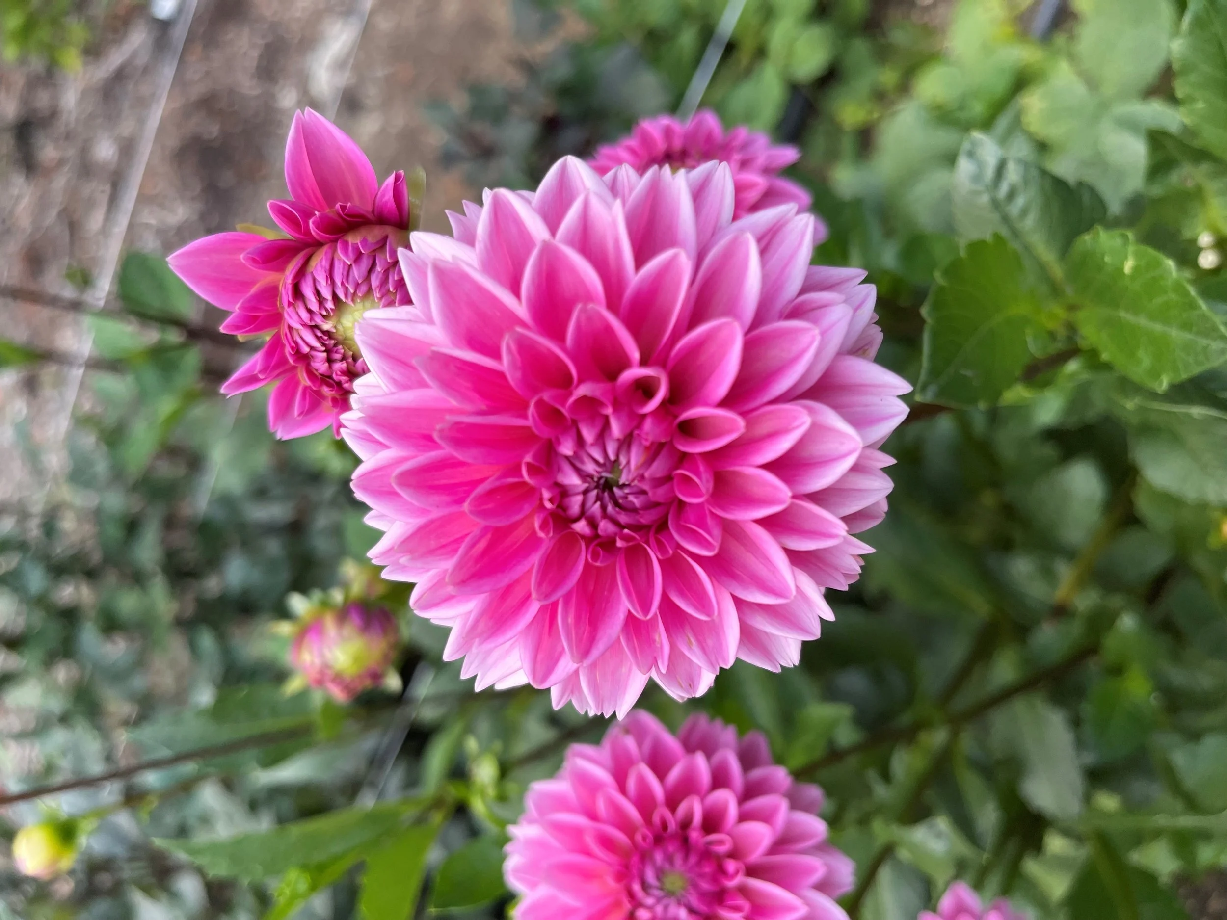 Pink Sylvia (Sandra) — Cottage Blooms | dahlia | cut flower farm